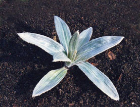 Celmisia monroi